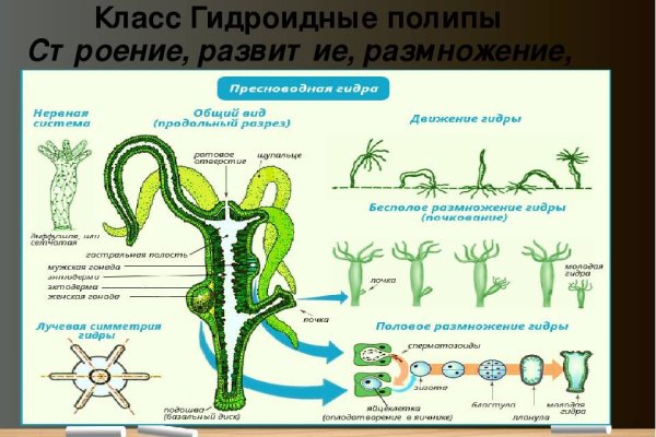 Kraken darknet ссылка тор