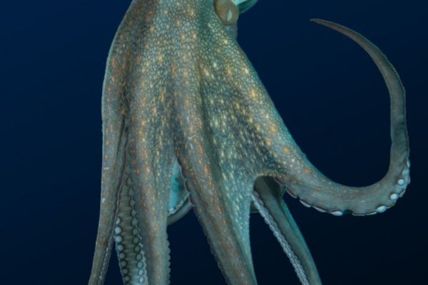 Kraken это современный маркетплейс