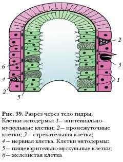 Кракен шоп даркнет
